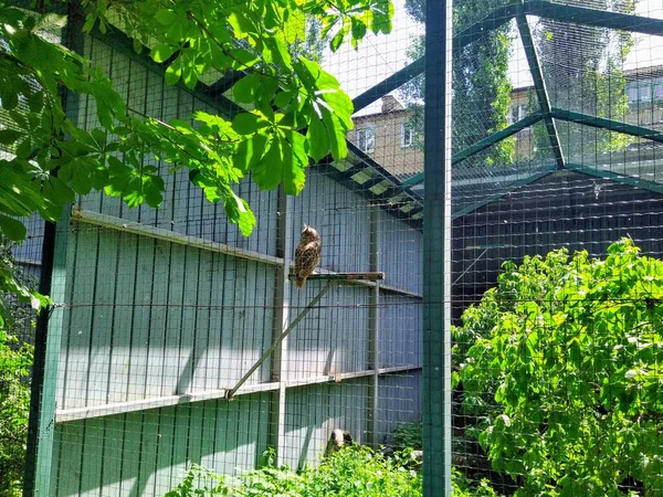 Aviary Eagle Owl City Zoo Kyiv Ukraine — Stock fotografie