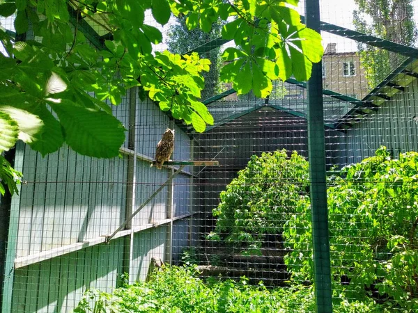 Voliere Mit Uhu Stadtzoo Kiew Ukraine — Stockfoto