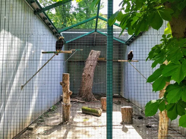 Aviaria Con Aquila Imperiale Orientale Nello Zoo Della Città Kiev — Foto Stock