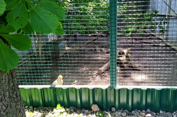 Aviary Egyptian Vulture City Zoo Kyiv Ukraine — Stock Photo, Image