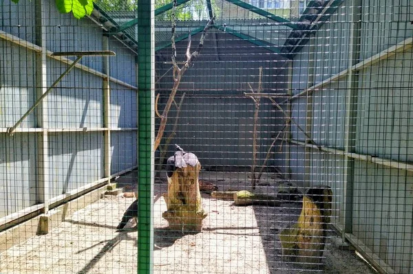 Aviary Abyssinian Ground Hornbill City Zoo Kyiv Ukraine — Stock fotografie