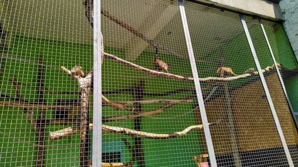 Aviário Com Macacos Zoológico Cidade Kiev Ucrânia — Fotografia de Stock