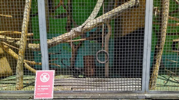 Aviary Black Crested Mangabey City Zoo Kyiv Ukraine — Stock fotografie