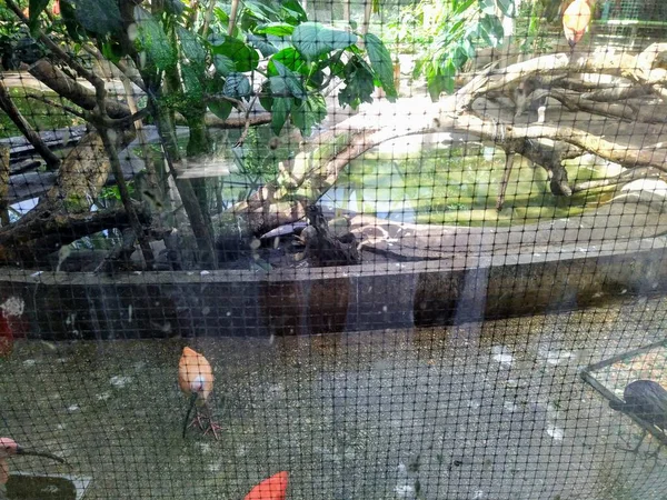 Volière Verre Avec Oiseaux Dans Zoo Ville Kiev Ukraine — Photo