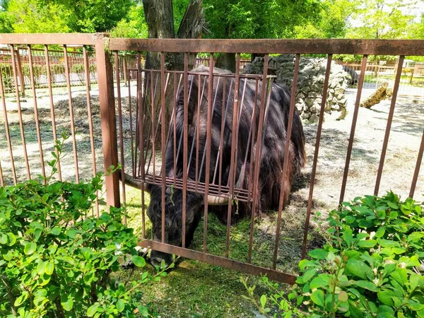 Aviario Con Yak Doméstico Zoológico Ciudad Kiev Ucrania — Foto de Stock