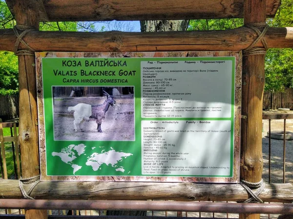 Informace Koze Valais Blackneck Dřevěné Informační Tabuli Městské Zoologické Zahradě — Stock fotografie