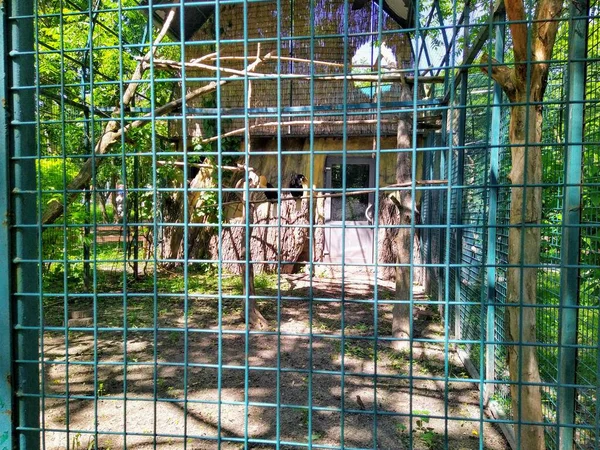 Voliere Mit Papuanahornvogel Stadtzoo Kiew Ukraine — Stockfoto