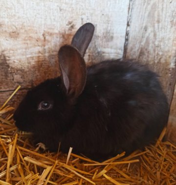 Samanlıkta yatan güzel tavşana yaklaş