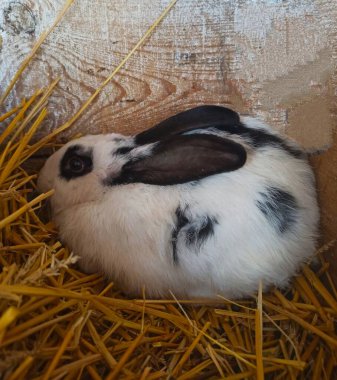 Samanlıkta yatan güzel tavşana yaklaş