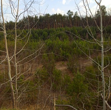 Güneşli bahar gününde güzel orman