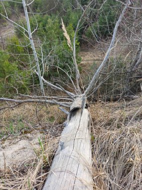 Bahar günü ormandaki büyük kütükler.