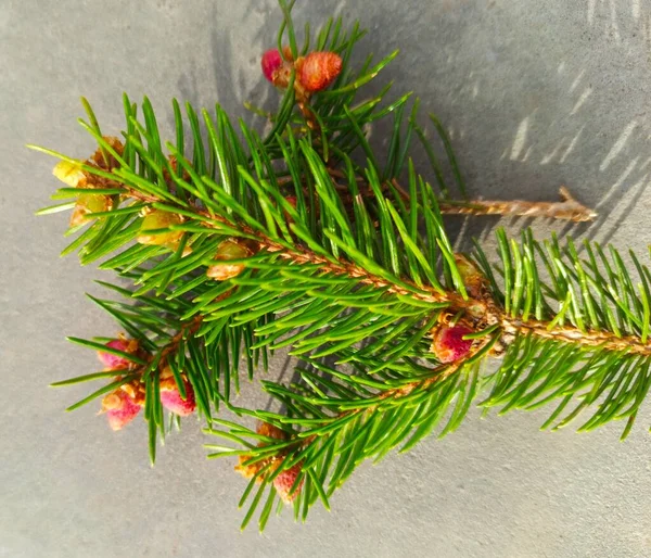 Close Green Pine Tree Branch White Background — Stock Photo, Image