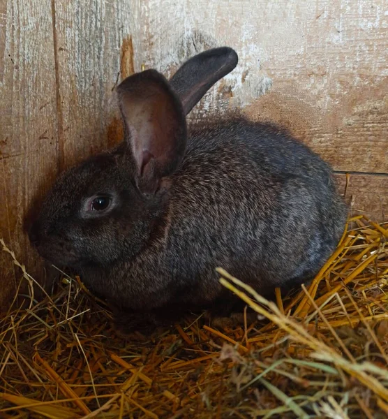 Primer Plano Hermoso Conejo Acostado Heno —  Fotos de Stock