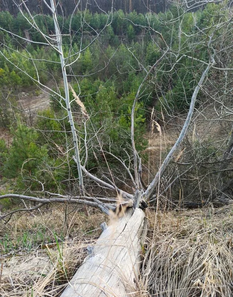 Μεγάλος Κορμός Στο Όμορφο Δάσος Την Ανοιξιάτικη Μέρα — Φωτογραφία Αρχείου