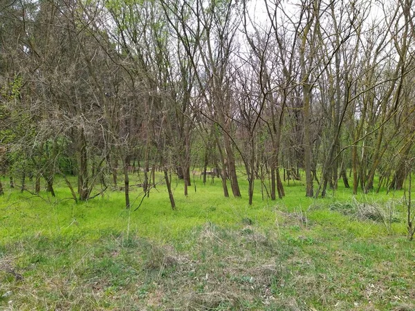 Gyönyörű Zöld Pázsit Erdőben Tavasszal — Stock Fotó