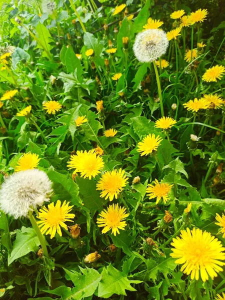 Zbliżenie Kolorowe Kwiaty Mniszka Lekarskiego Ogrodzie — Zdjęcie stockowe