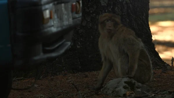 Mono macaco en el bosque de Azrou, atlas marroquí . — Foto de Stock