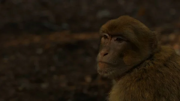 Macaque Monkey v Azrouho lese, marocký Atlas. — Stock fotografie