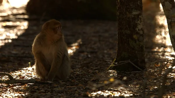 Mono macaco en el bosque de Azrou, atlas marroquí . —  Fotos de Stock