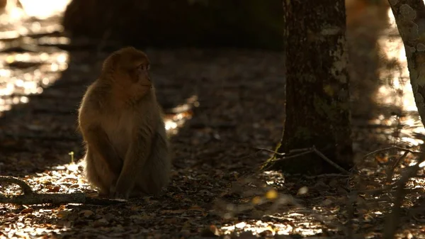 Mono macaco en el bosque de Azrou, atlas marroquí . — Foto de Stock