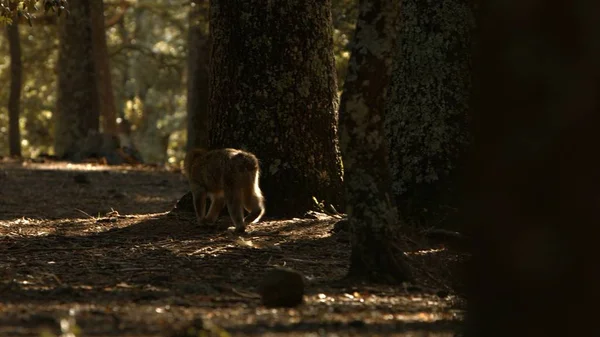 Singe macaque dans la forêt d'Azrou, atlas marocain . — Photo