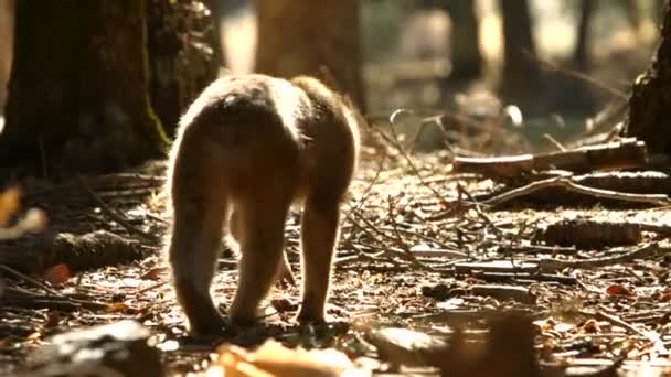 Macaque Monkey Azrou Forest Moroccan Atlas — Stock Video