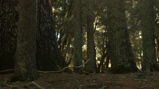 Forêt Azrou Dans Atlas Marocain — Video