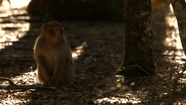 Macaque Monkey Azrou Forest Moroccan Atlas — Stock Video