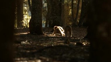 Azrou ormanında makak maymunları, Fas atlası.