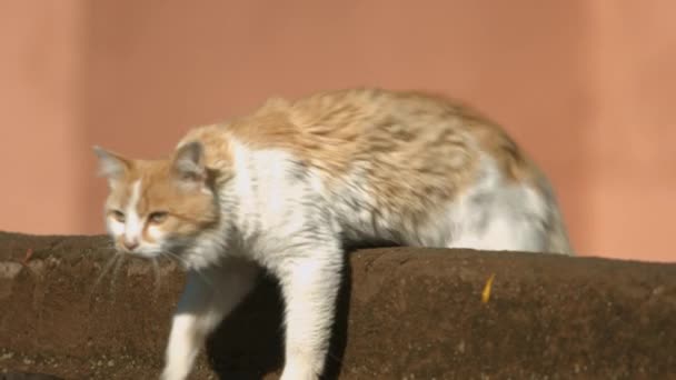 Cat Στην Οροφή Του Σπιτιού Στο Μαρακές Μαρόκο — Αρχείο Βίντεο