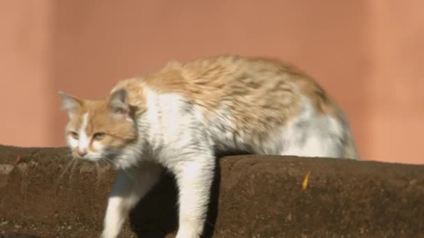 Gato Techo Casa Marrakech Marruecos — Vídeos de Stock