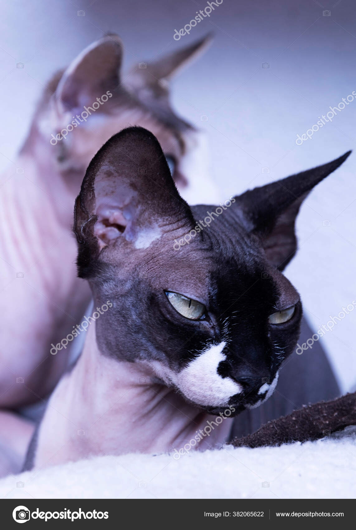Portrait Chat Race Sphinx Canadienne Image Libre De Droit Par Kirwil68 Mail Ru C Portrait Chat Race Sphinx Canadienne Image Libre De Droit Par Kirwil68 Mail Ru C