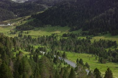 çam ve çim ile yeşil dağlar arasındaki yol