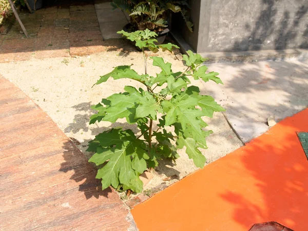 Solanum Torvum Roste Vedle Chodníku — Stock fotografie