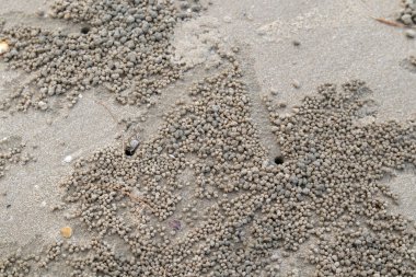 Küçük yengeç sahilde onun delik aşağı gidiyor