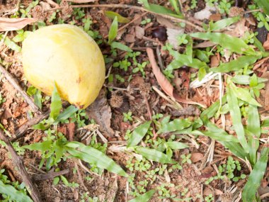 arka plan zemin üzerinde dantel görüntü