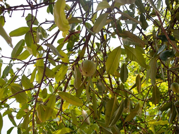 Hintergrundbild Von Grünen Blättern Mit Grüner Spitze — Stockfoto