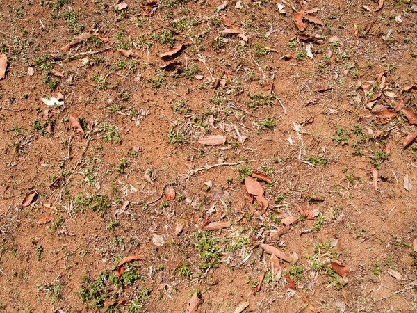 Terreno Con Erba Più Piccola Uso Sfondo — Foto Stock