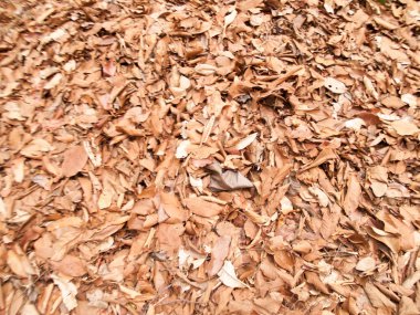 Kuru yaprakları doku arka planlar görüntüleri için kullanın