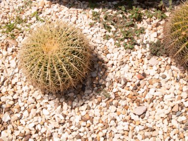 Çakıl etrafında Echinocactus Grusonii veya kaktüs