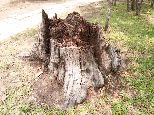 Texture Del Tronco Albero Immagini Sfondo — Foto Stock