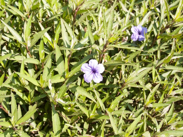 Ruellia Tuberosa Bloem Tuin Met Onscherpe Achtergrond — Stockfoto