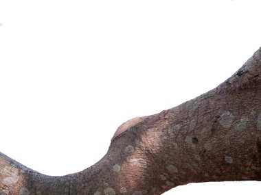 Güneş ışığı ile kuru dal, beyaz arka plan üzerinde izole