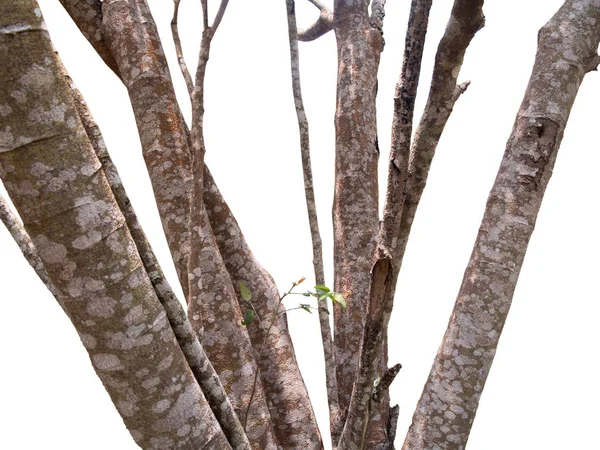 Trockener Zweig Mit Sonnenlicht Isoliert Auf Weißem Hintergrund — Stockfoto