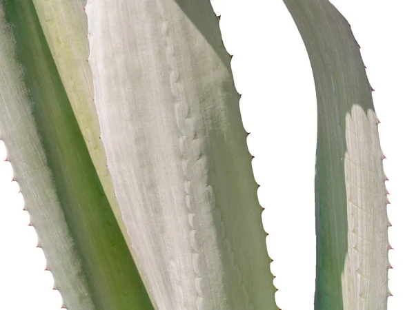 Nahaufnahme Von Dornigen Agave Blättern Mit Isoliertem Auf Weißem Hintergrund — Stockfoto
