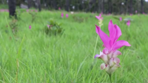 Růžový Siam Tulipán Houpající Větru Rozmazaným Zeleným Přirozeným Pozadím — Stock video