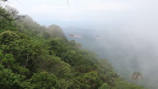 Montaña Brumosa Soplando Bosque Arbóreo Velocidad Niebla Bosque — Vídeo de stock