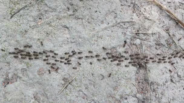 Black Ants Walking Left Right Line Stone Floor — Stock Video