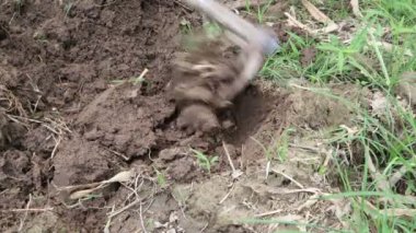 Zemin Tayland 'da geleneksel tarım çapaları tarafından kazılıyor. Balık tutmak için solucan bul. Toprak ıslak ve çimenli..