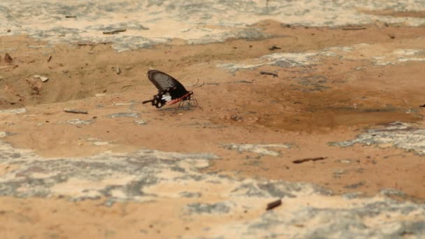 Orangefarbener Schmetterling Flattert Boden Mit Einem Wasserfall Voraus — Stockvideo